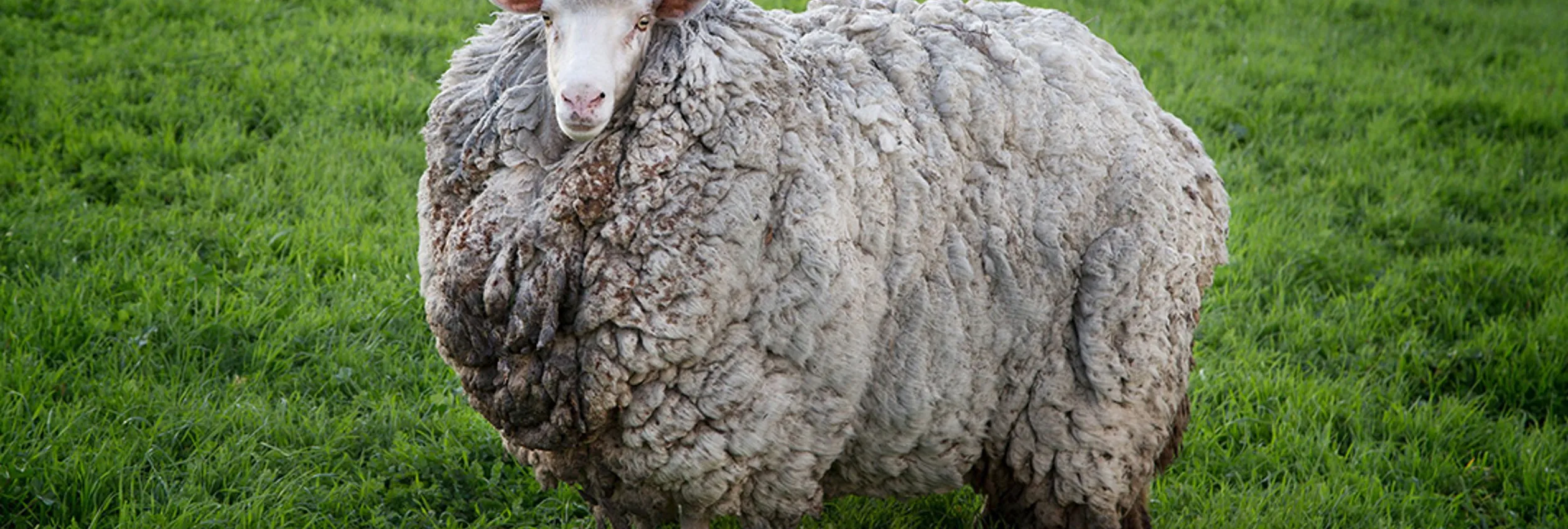 Tile Our Stories Donor Prickles