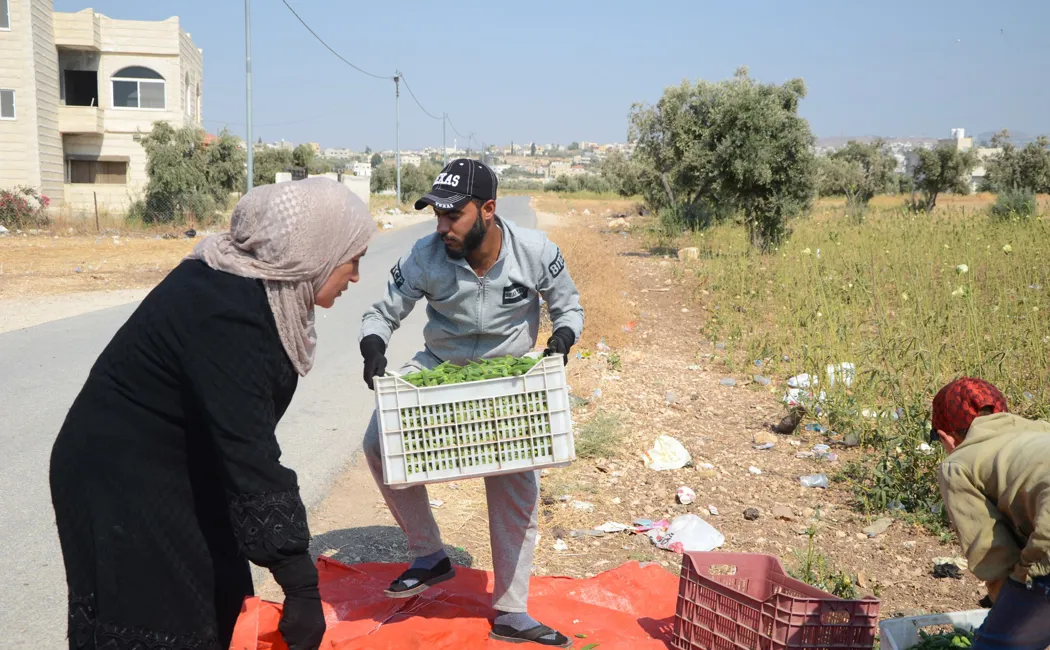 Layla and workers carrying away boxes of okra.