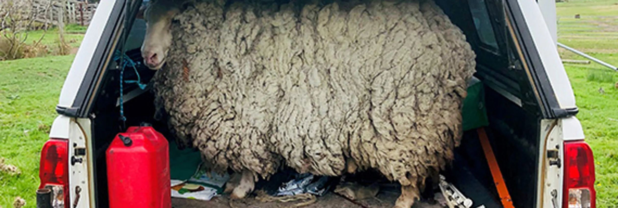 Body Our Stories Donors Prickles